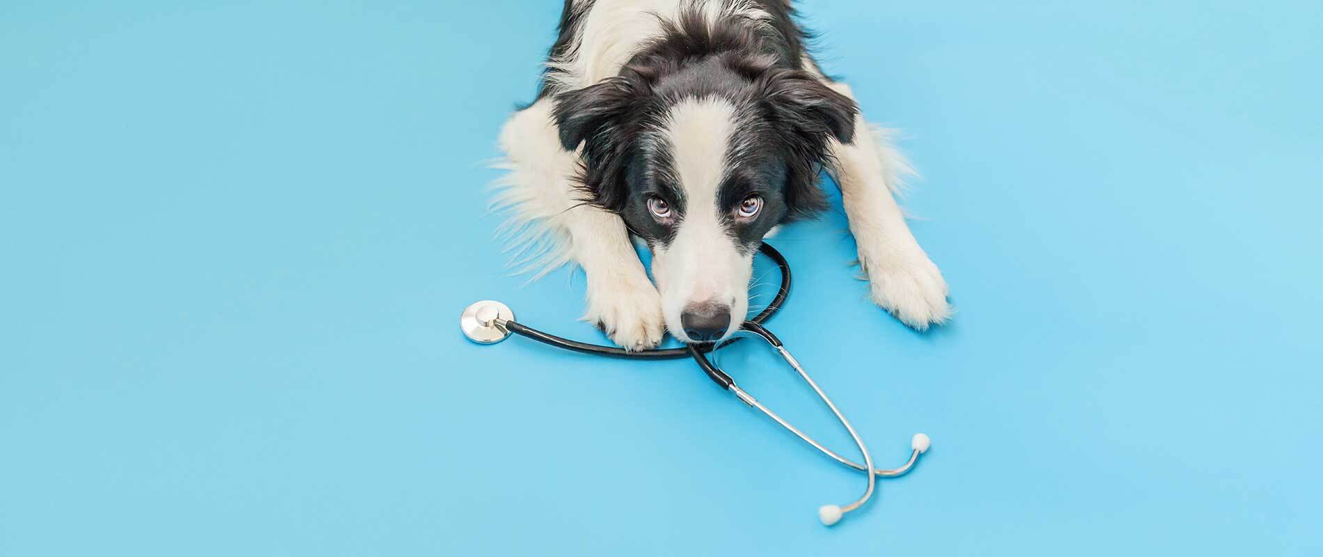 Dogs Sterilization : Pros And Cons