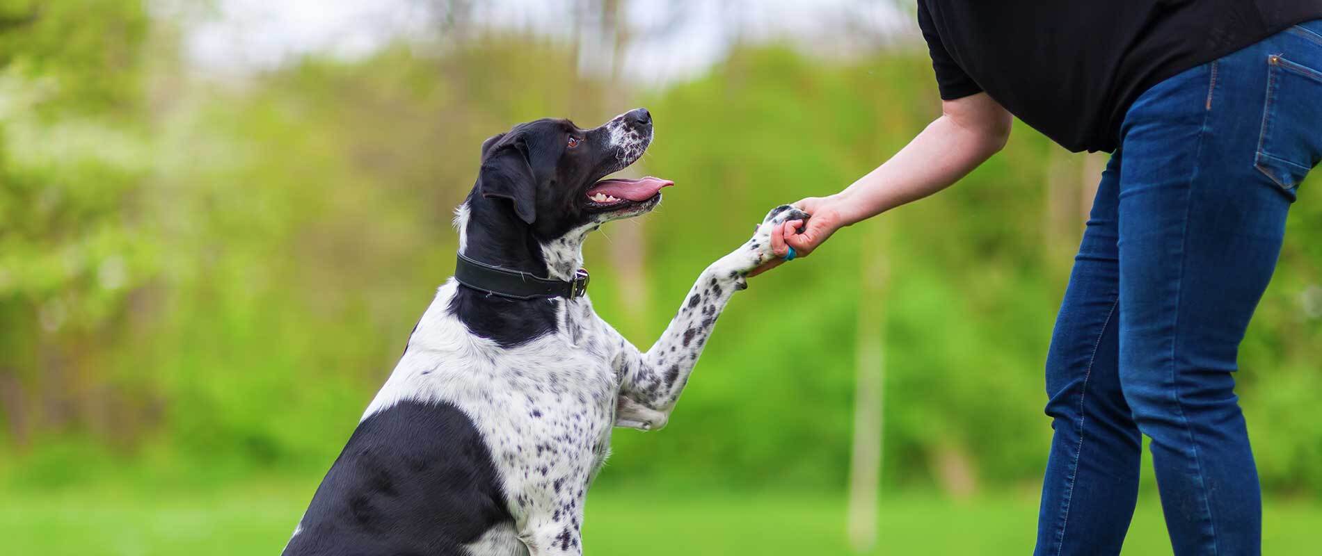 How To Socialize Your Dog With Other Dogs?