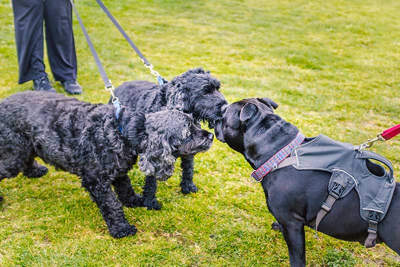 Canine playdate